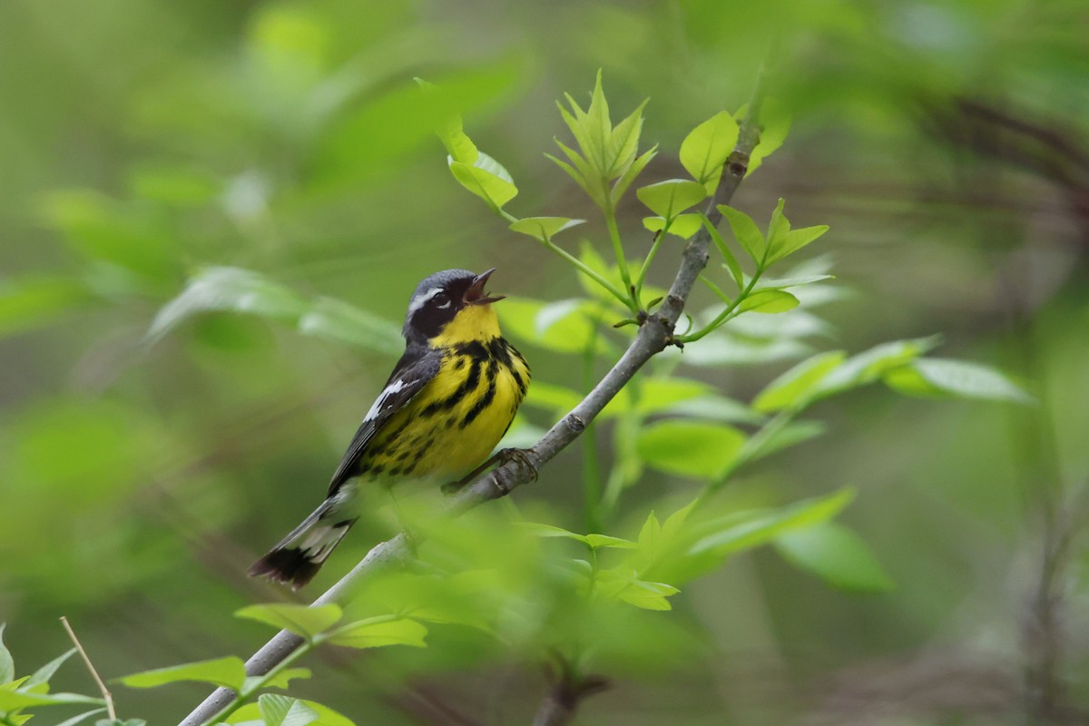 Magnolia Warbler - ML635845871
