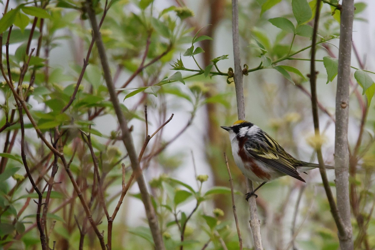 Chestnut-sided Warbler - ML635845878