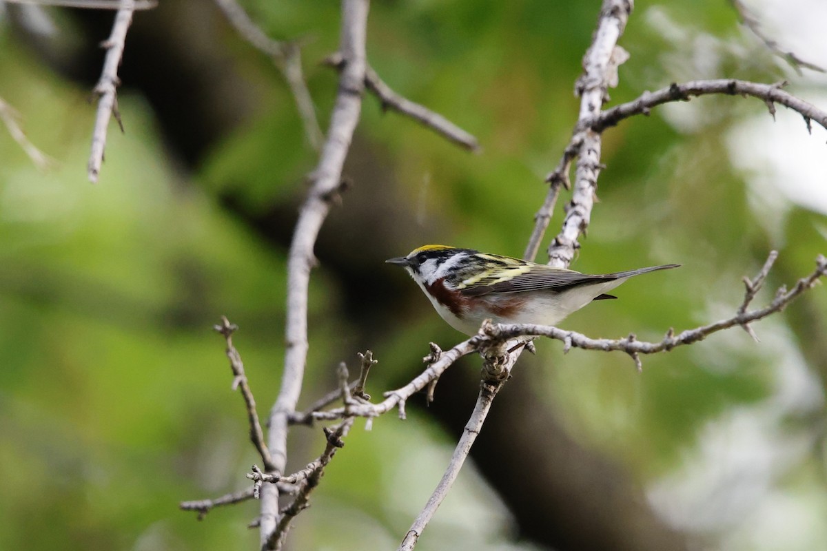 Chestnut-sided Warbler - ML635845879