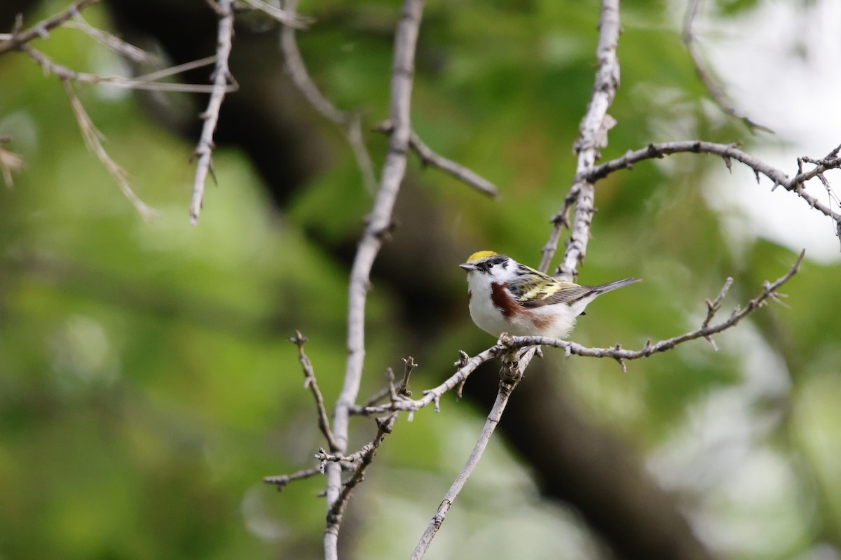 Chestnut-sided Warbler - ML635845880