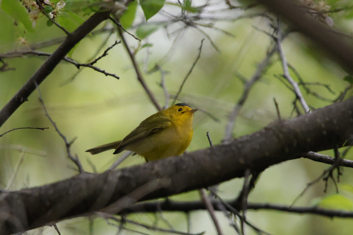 Wilson's Warbler - ML635845885