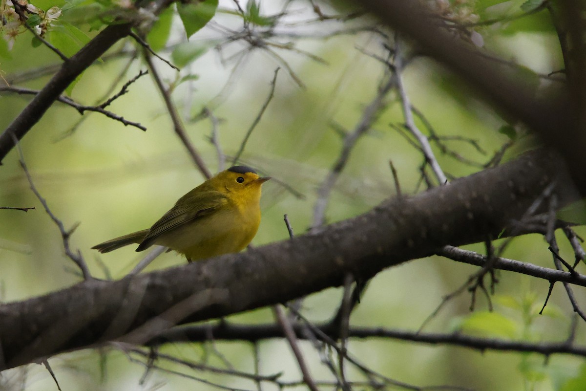 Wilson's Warbler - ML635845887