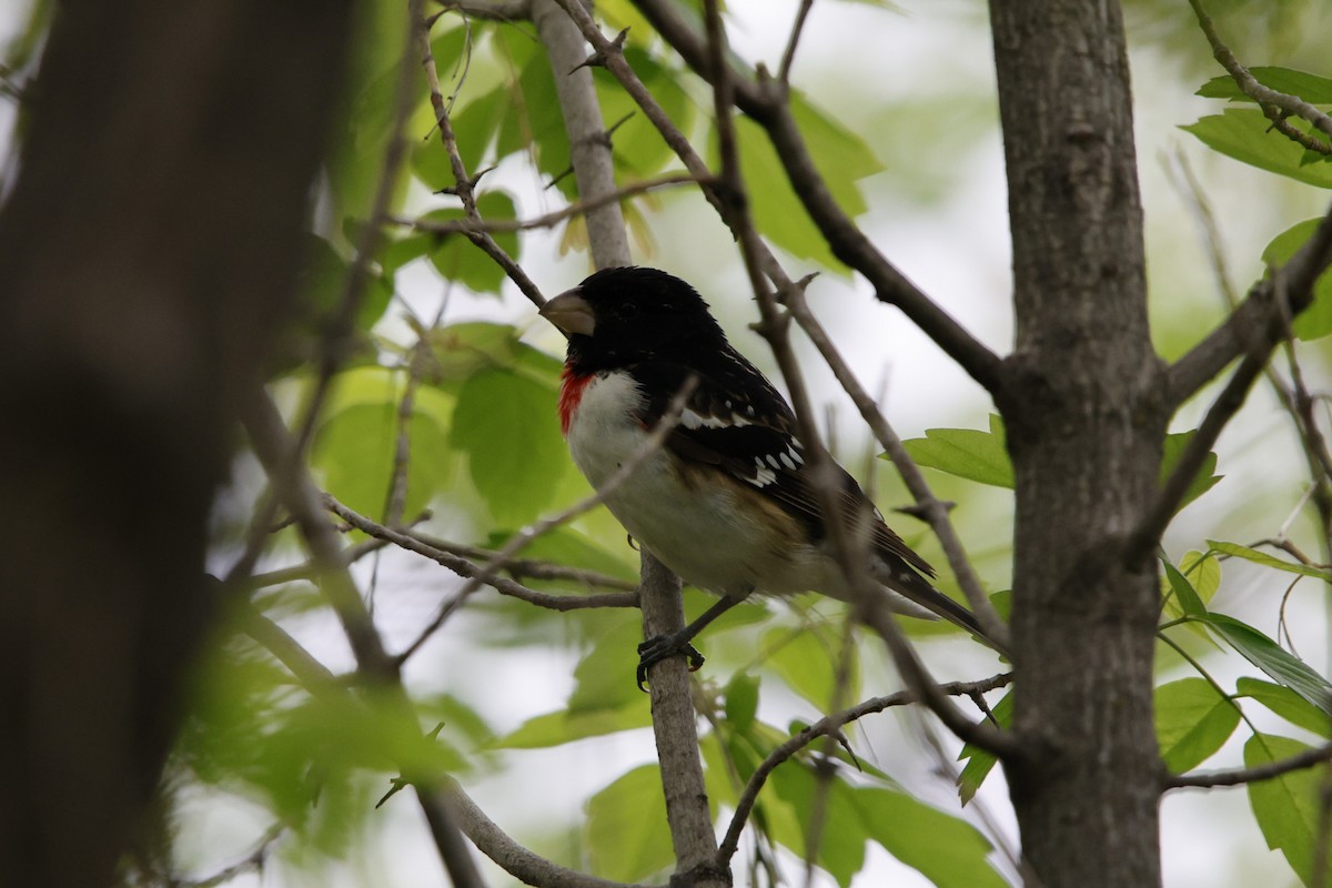 Rose-breasted Grosbeak - ML635845892
