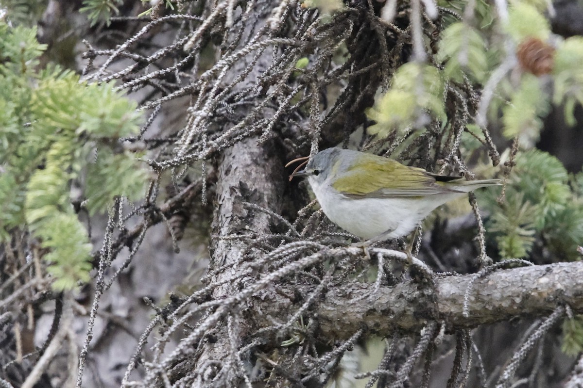 Tennessee Warbler - ML635845899
