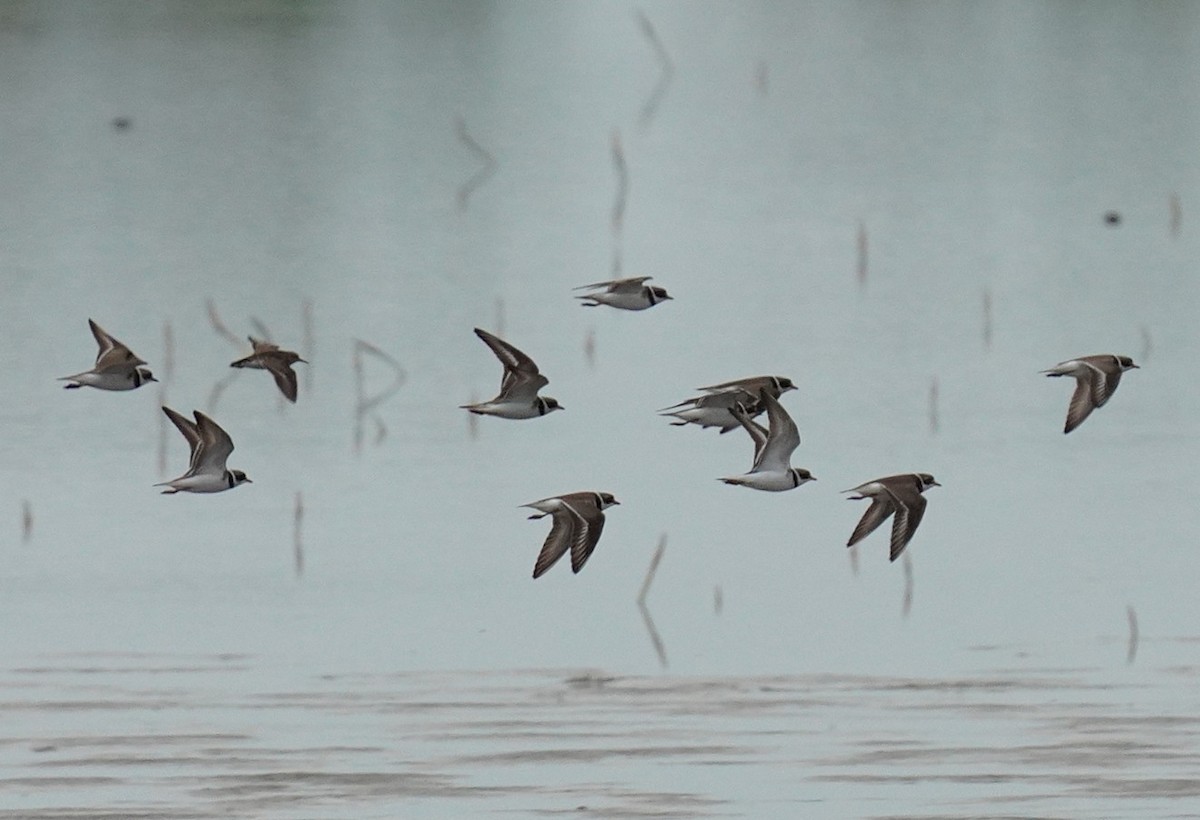 Semipalmated Plover - ML635846197