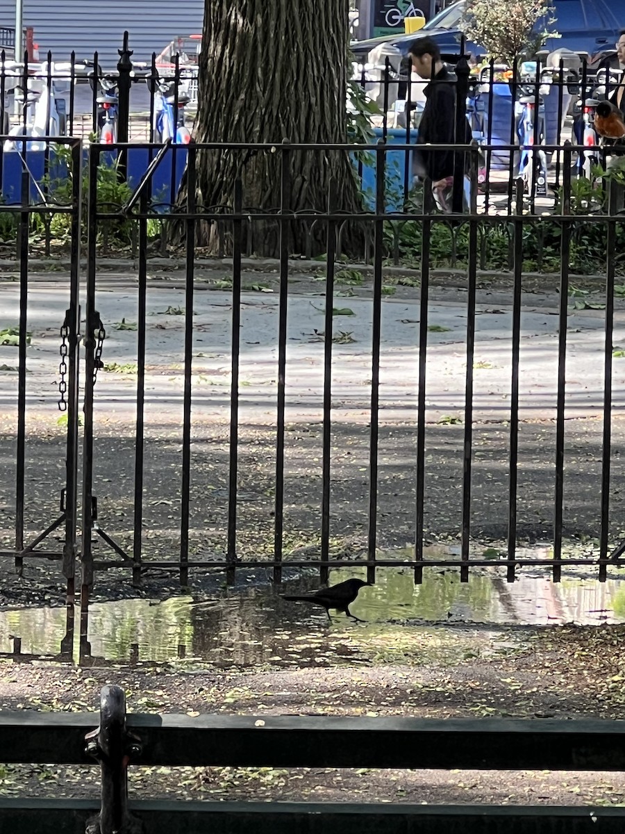 Common Grackle - ML635846333