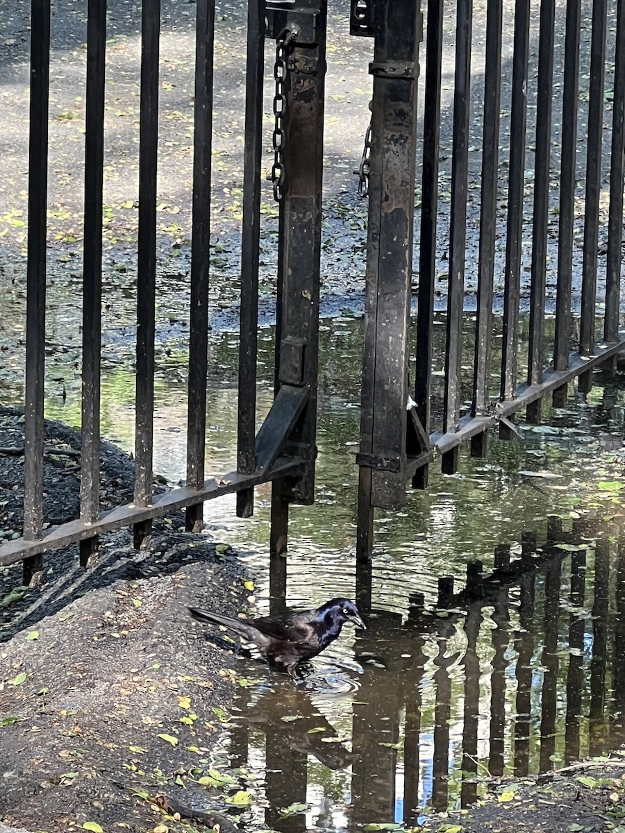 Common Grackle - ML635846334