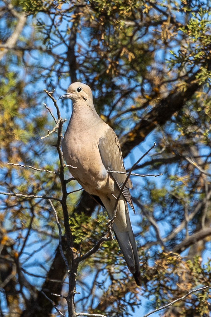 Mourning Dove - ML635846340