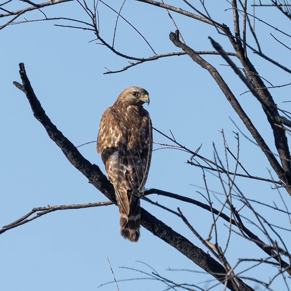 Red-shouldered Hawk - ML635846349