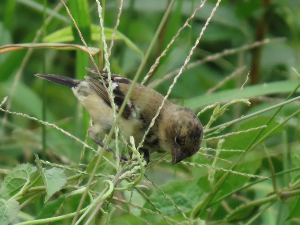 Morelet's Seedeater - ML635846366