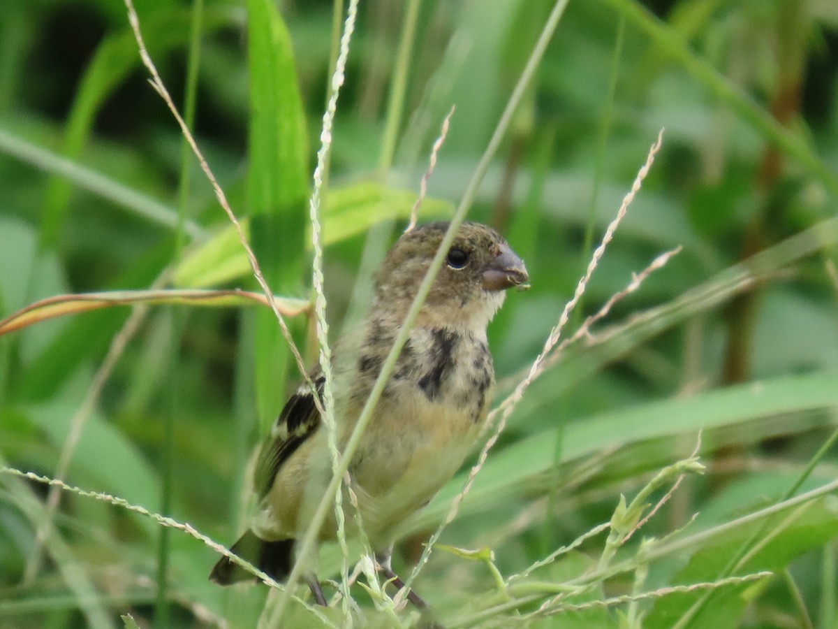 Morelet's Seedeater - ML635846367