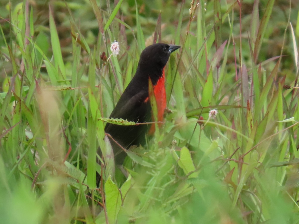 Red-breasted Meadowlark - ML635846393