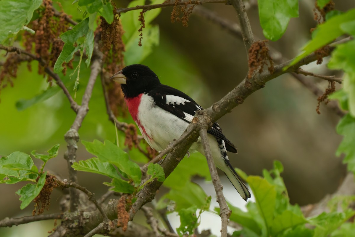 Rose-breasted Grosbeak - ML635846445