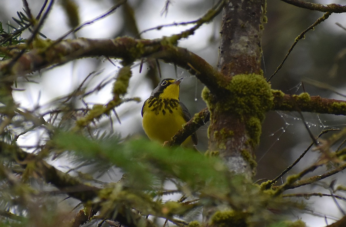 Canada Warbler - ML635846475