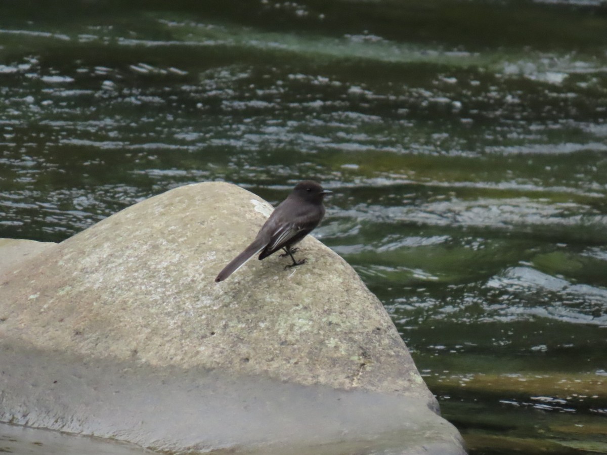 Black Phoebe - ML635846601