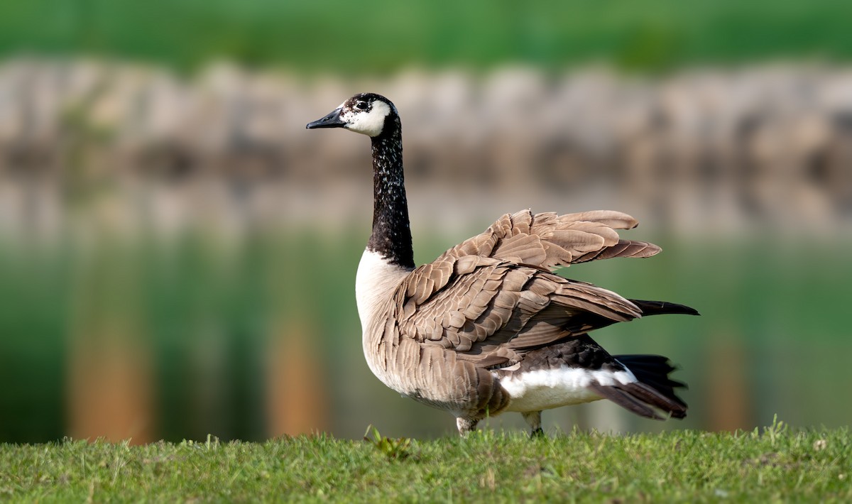 Canada Goose - ML635846608