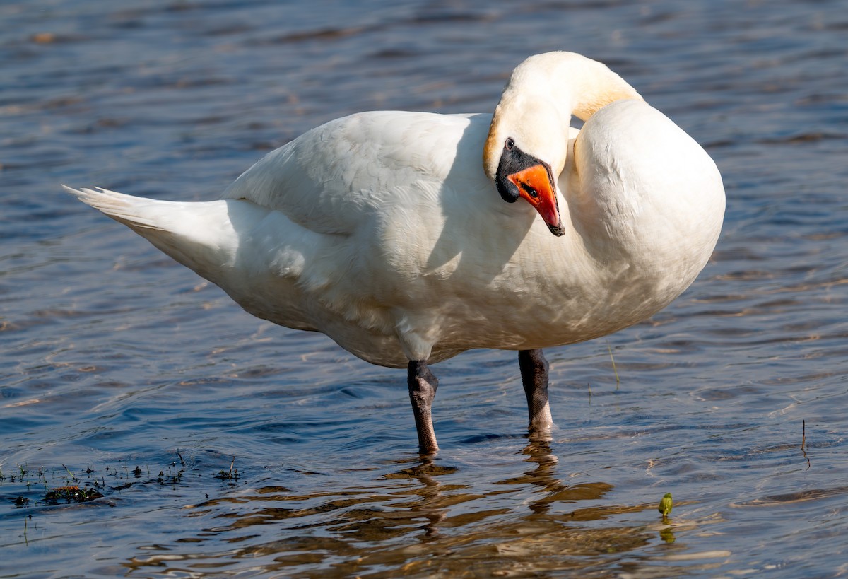 Mute Swan - ML635846615