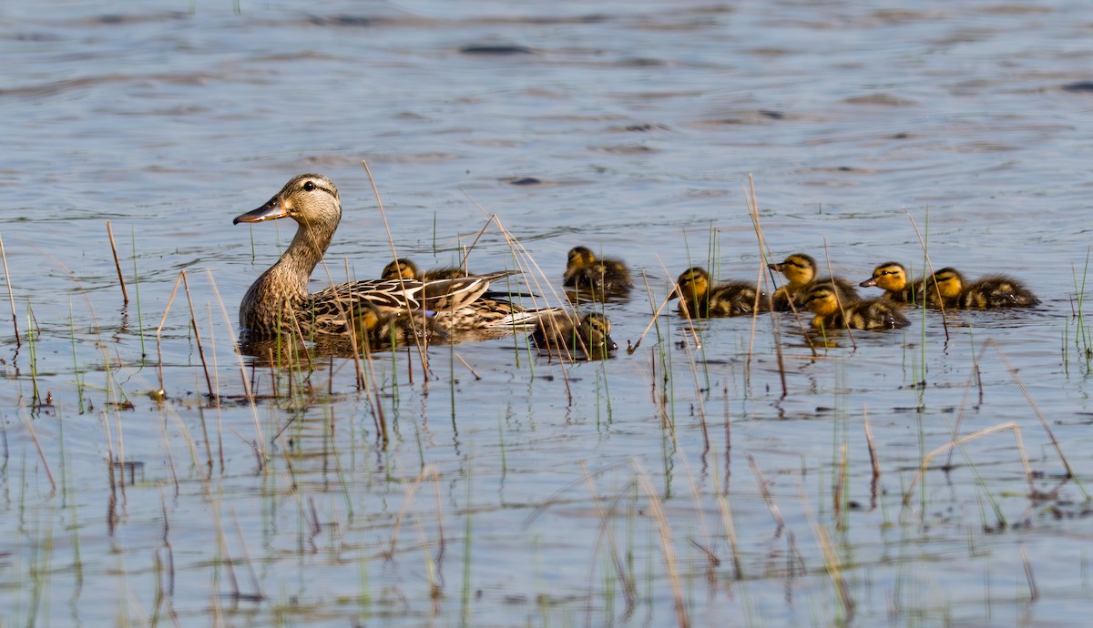 Mallard - ML635846624