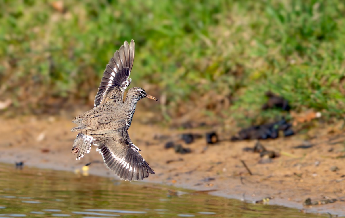 Spotted Sandpiper - ML635846632