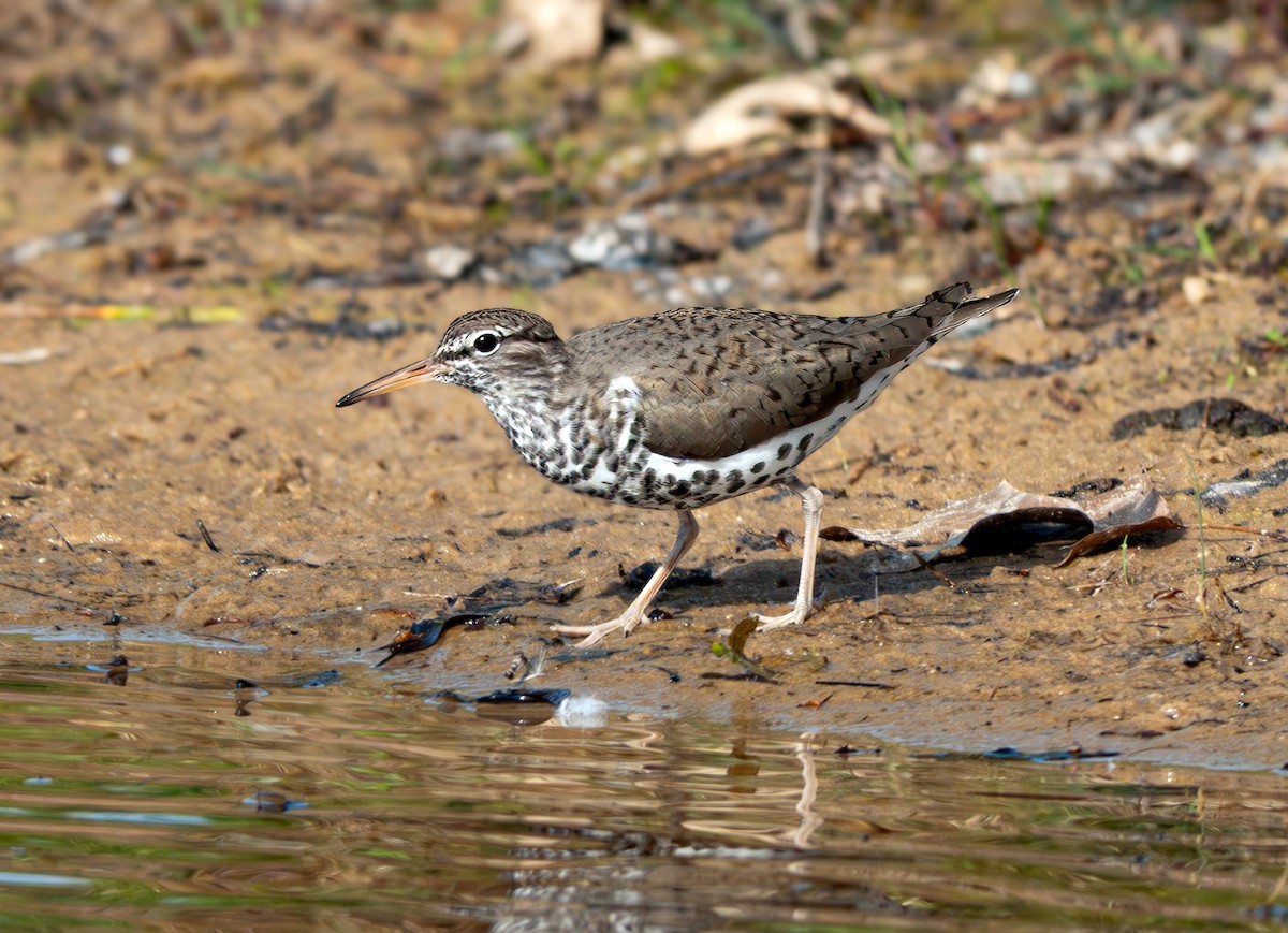 Spotted Sandpiper - ML635846633