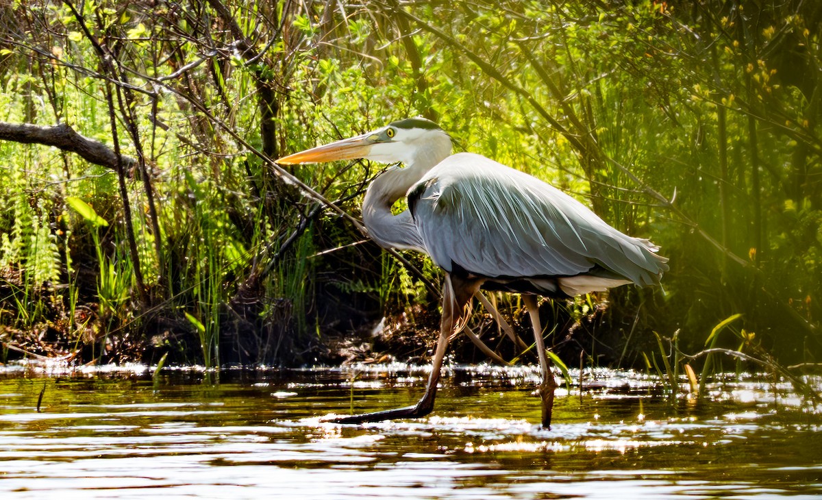 Great Blue Heron - ML635846647