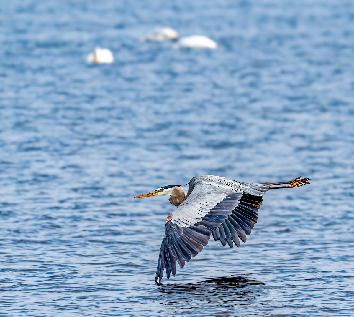 Great Blue Heron - ML635846648