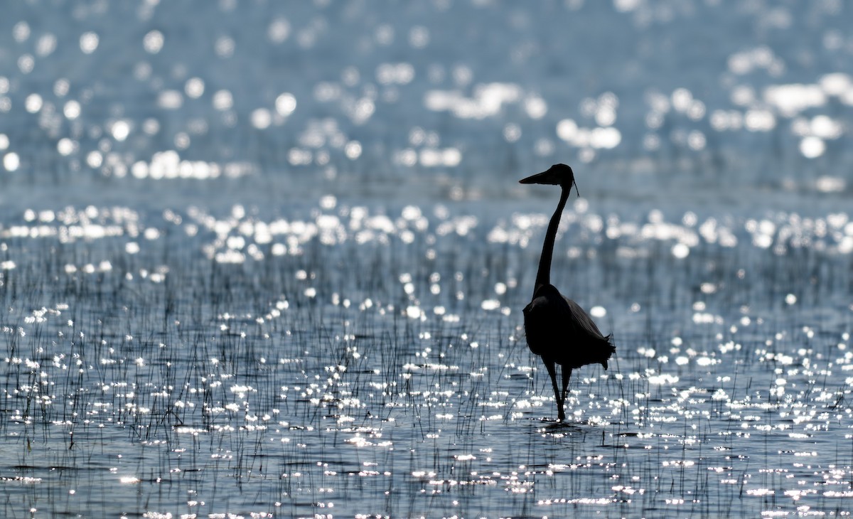 Great Blue Heron - ML635846649