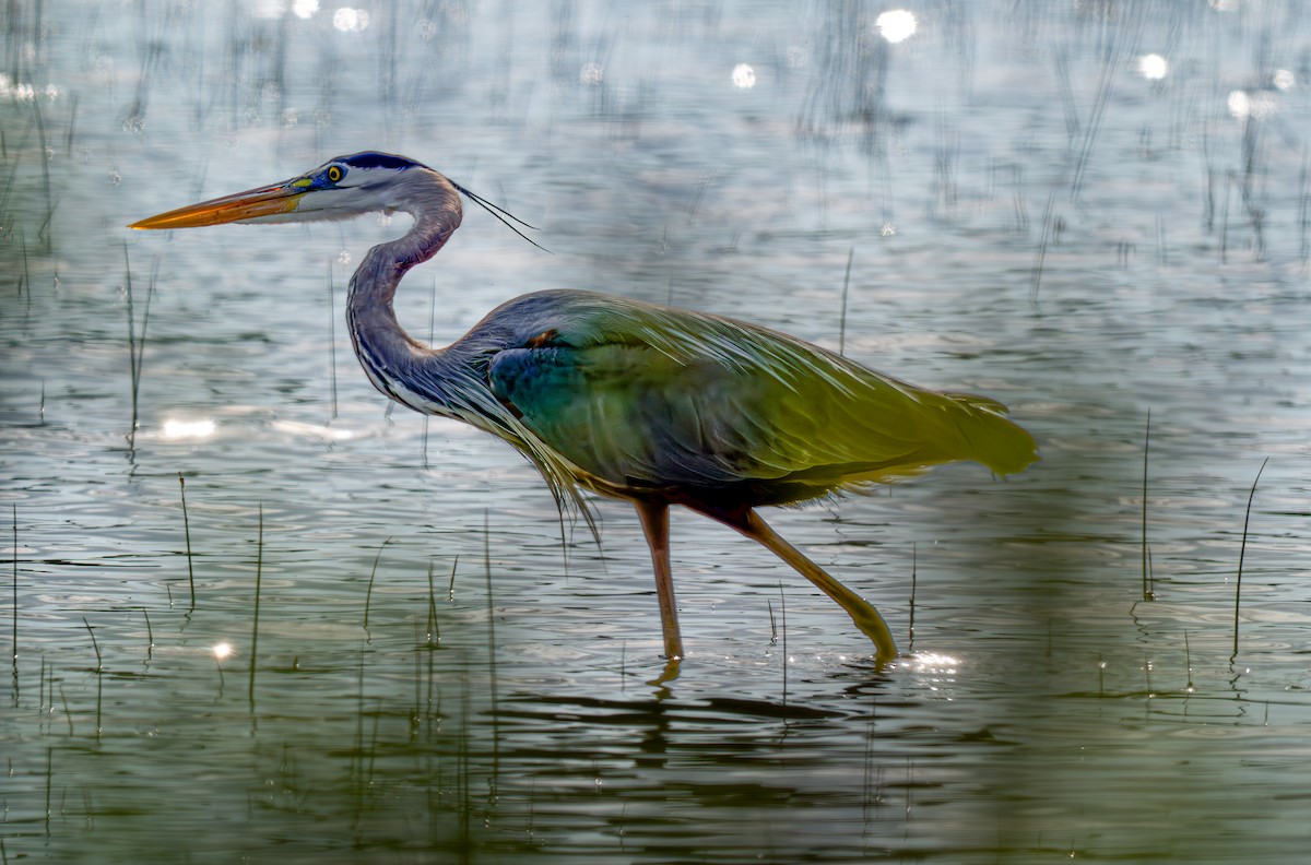 Great Blue Heron - ML635846650