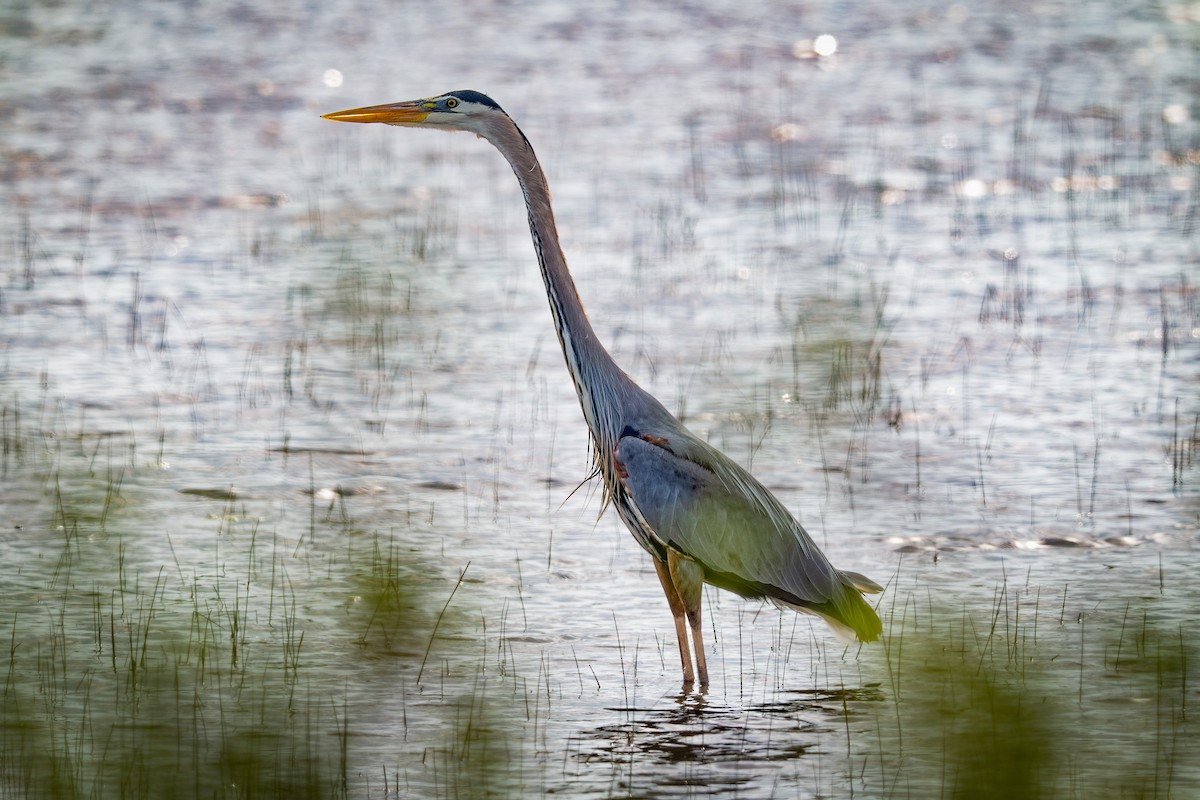Great Blue Heron - ML635846651