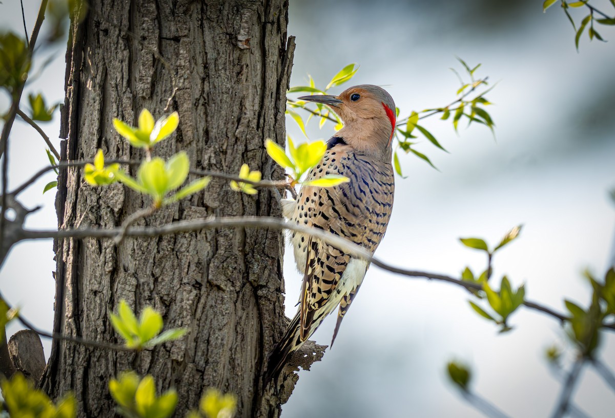 Northern Flicker - ML635846655