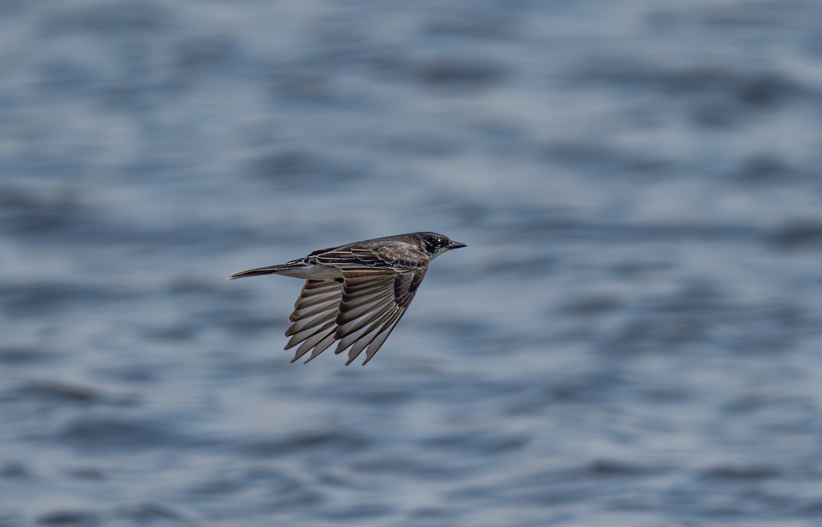 Eastern Kingbird - ML635846666