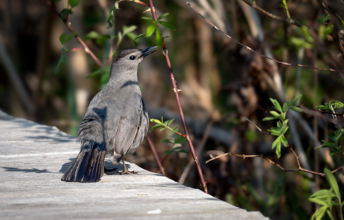 Gray Catbird - ML635846705