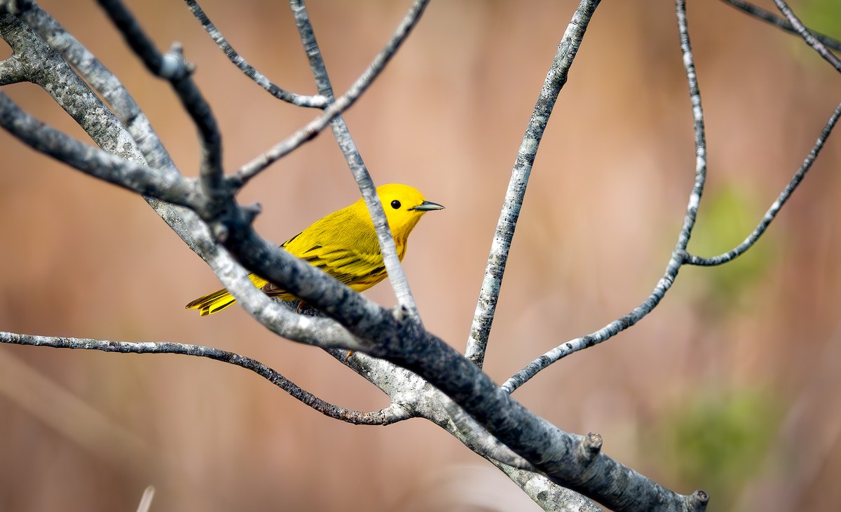 Yellow Warbler (Northern) - ML635846720