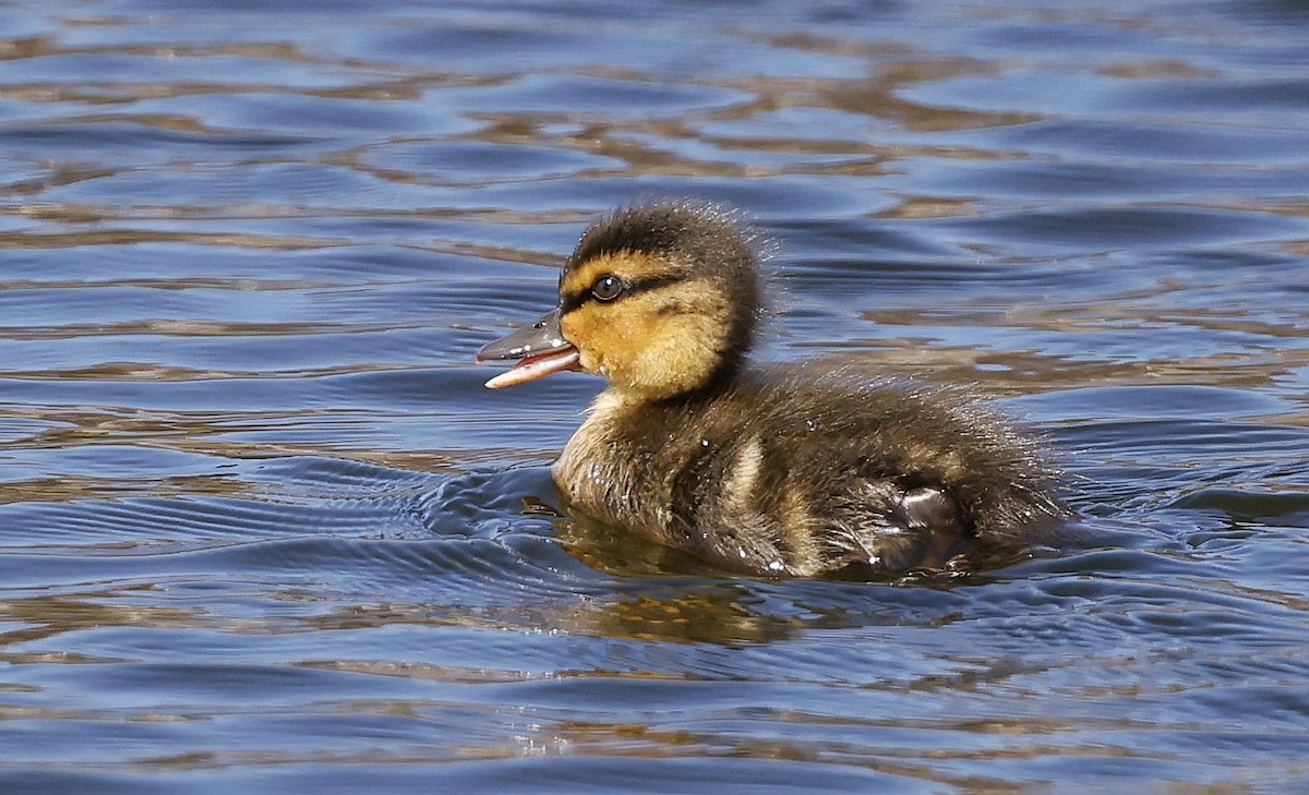 American Black Duck - ML635846759