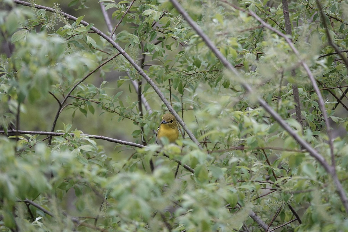 Yellow-throated Vireo - ML635846764