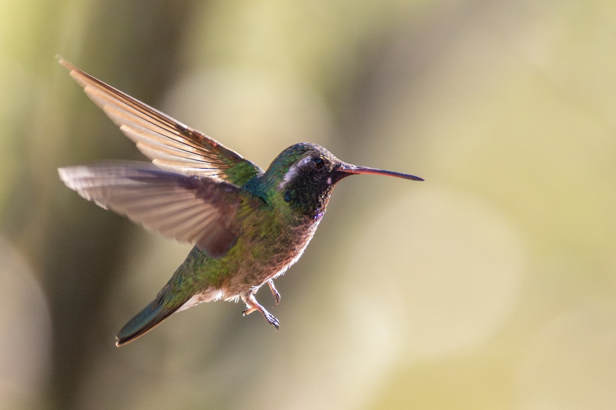 Broad-tailed x White-eared Hummingbird (hybrid) - ML635846794