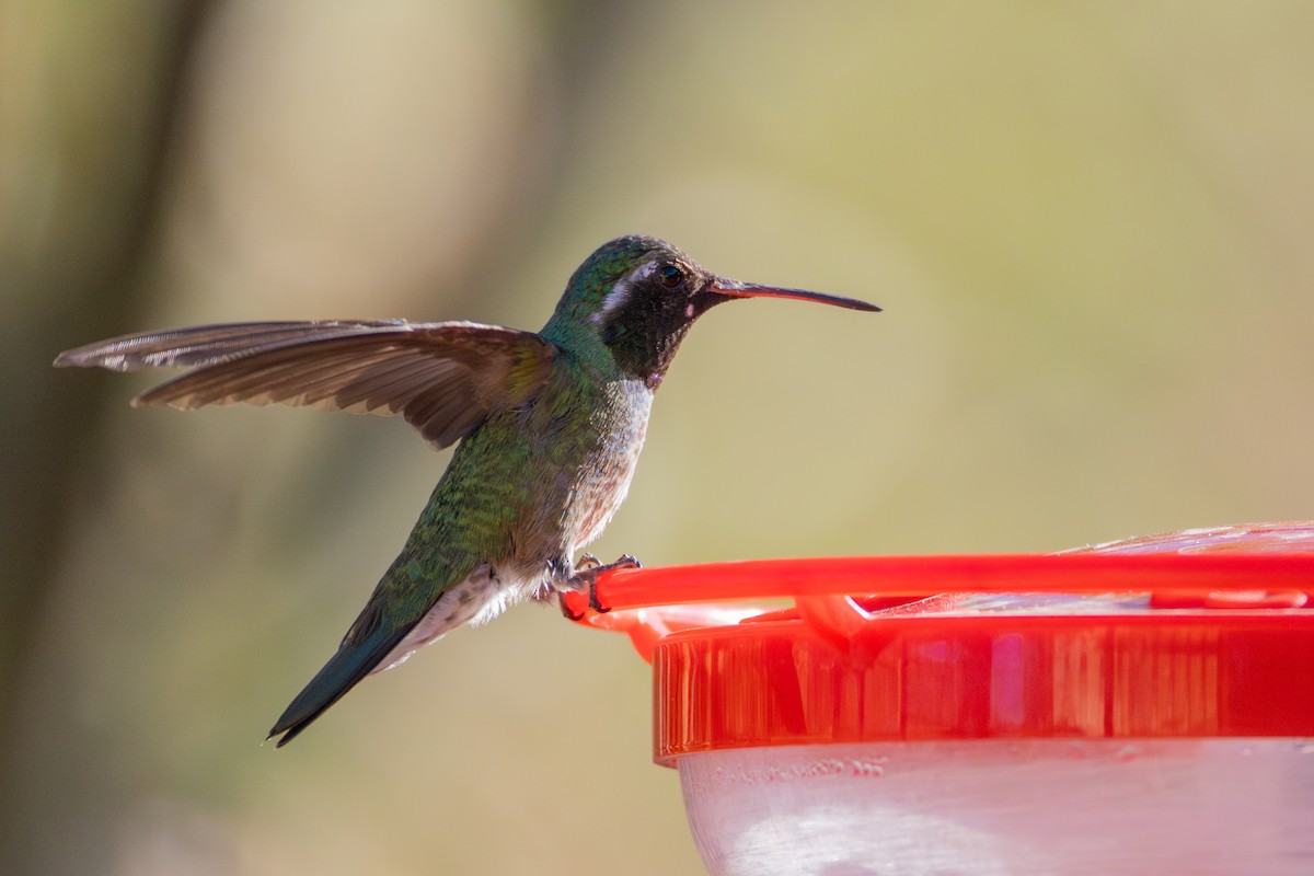 Broad-tailed x White-eared Hummingbird (hybrid) - ML635846845