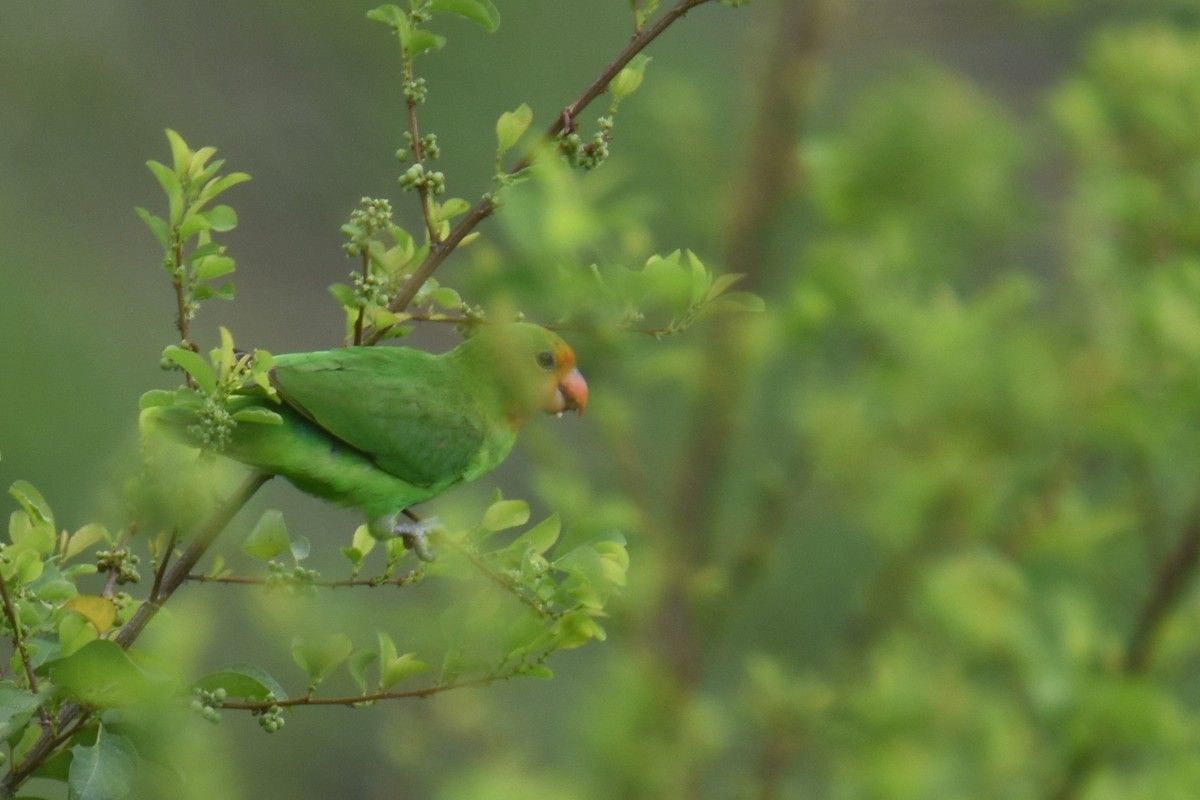 Red-headed Lovebird - ML635846866