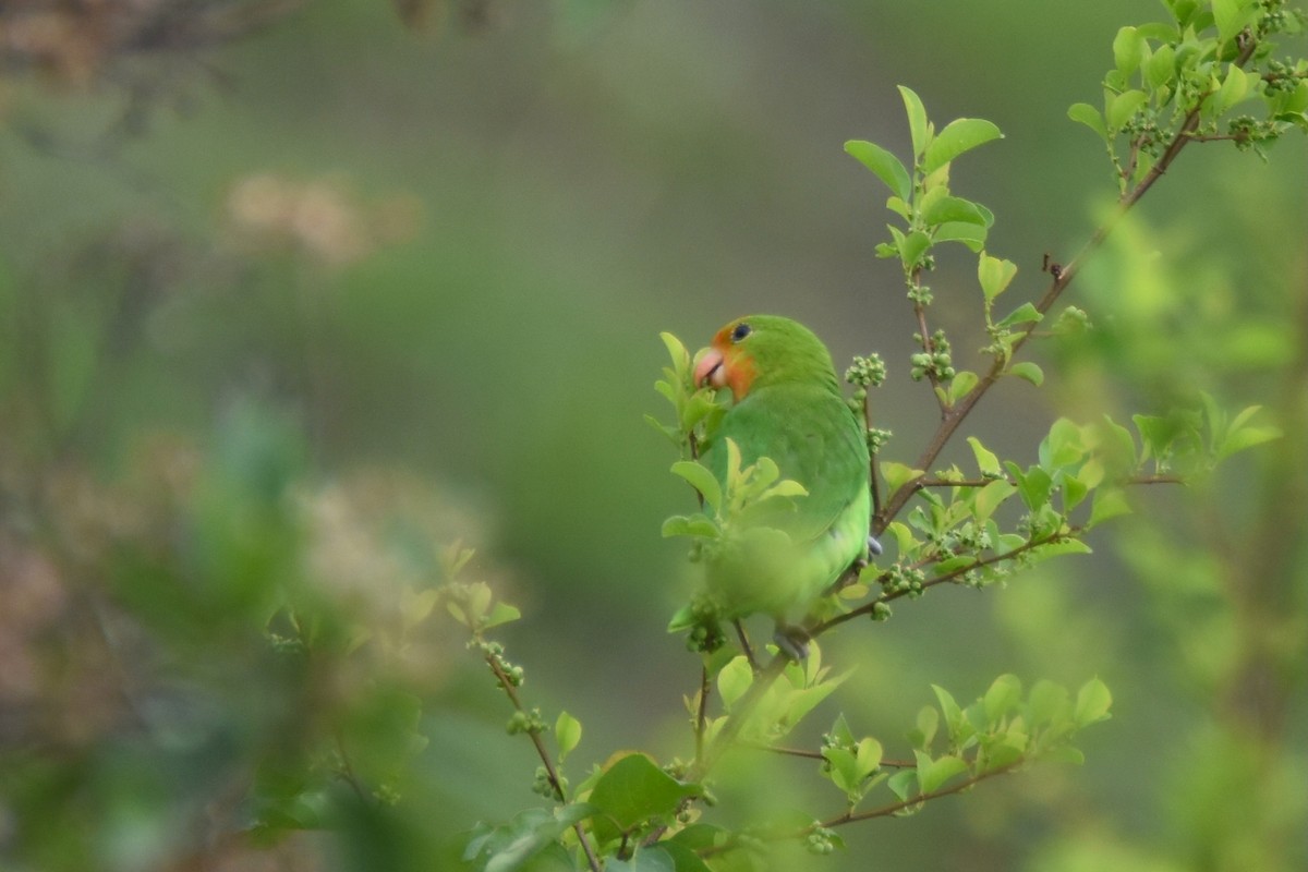 Red-headed Lovebird - ML635846867