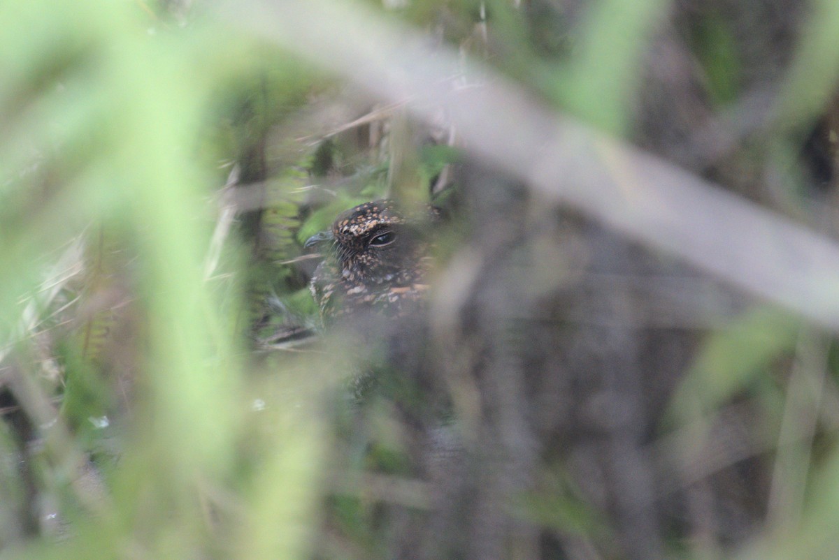 Blackish Nightjar - ML635846984