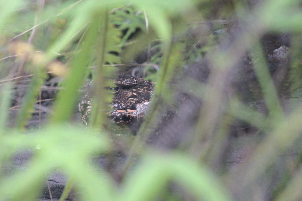 Blackish Nightjar - ML635846985