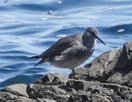 alaskavandresnipe - ML635847060