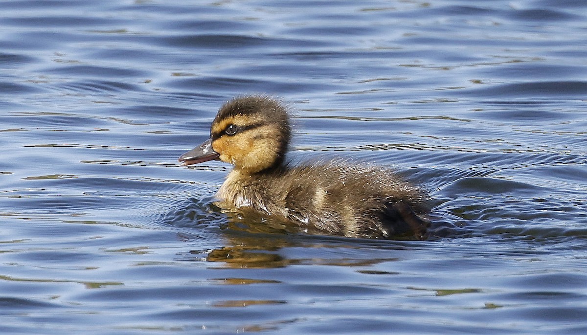 American Black Duck - ML635847064