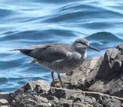 alaskavandresnipe - ML635847073