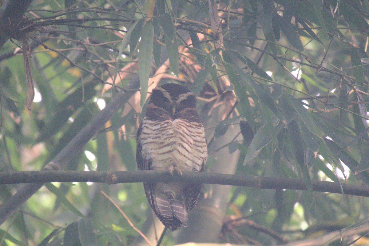 Band-bellied Owl - ML635847109
