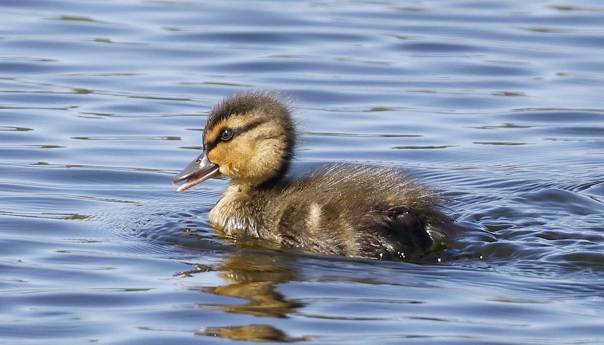 American Black Duck - ML635847179