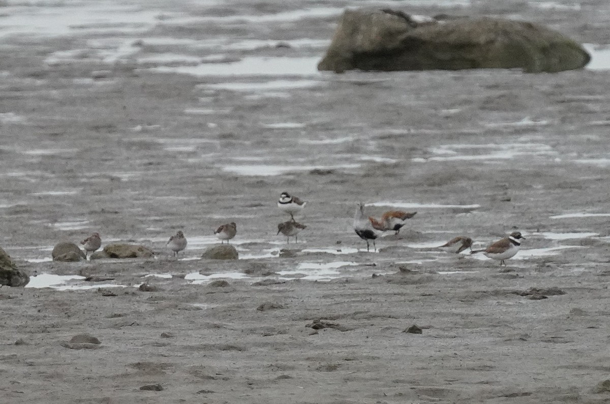 Semipalmated Plover - ML635847481