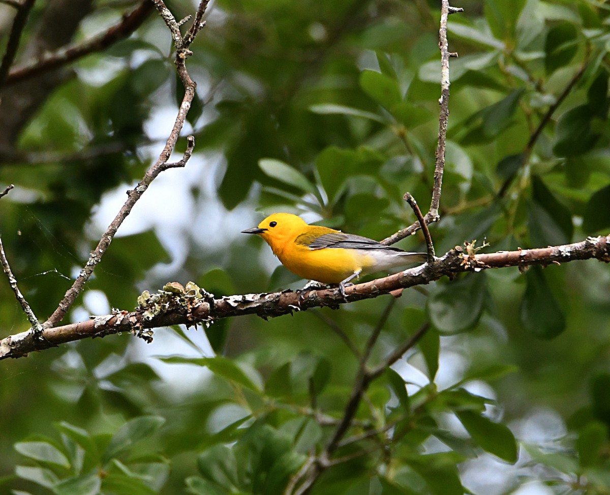 Prothonotary Warbler - ML635847510