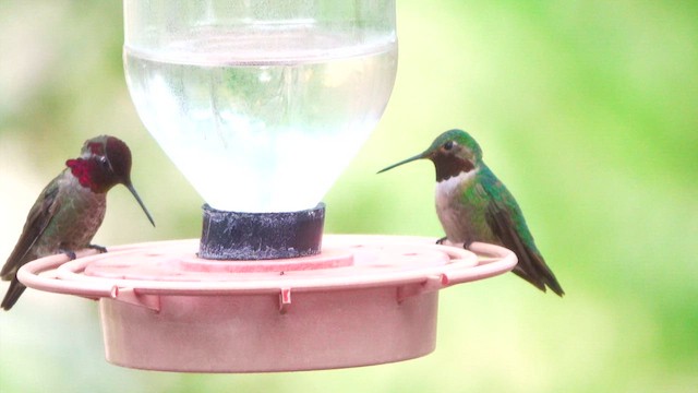 Broad-tailed Hummingbird - ML635847571