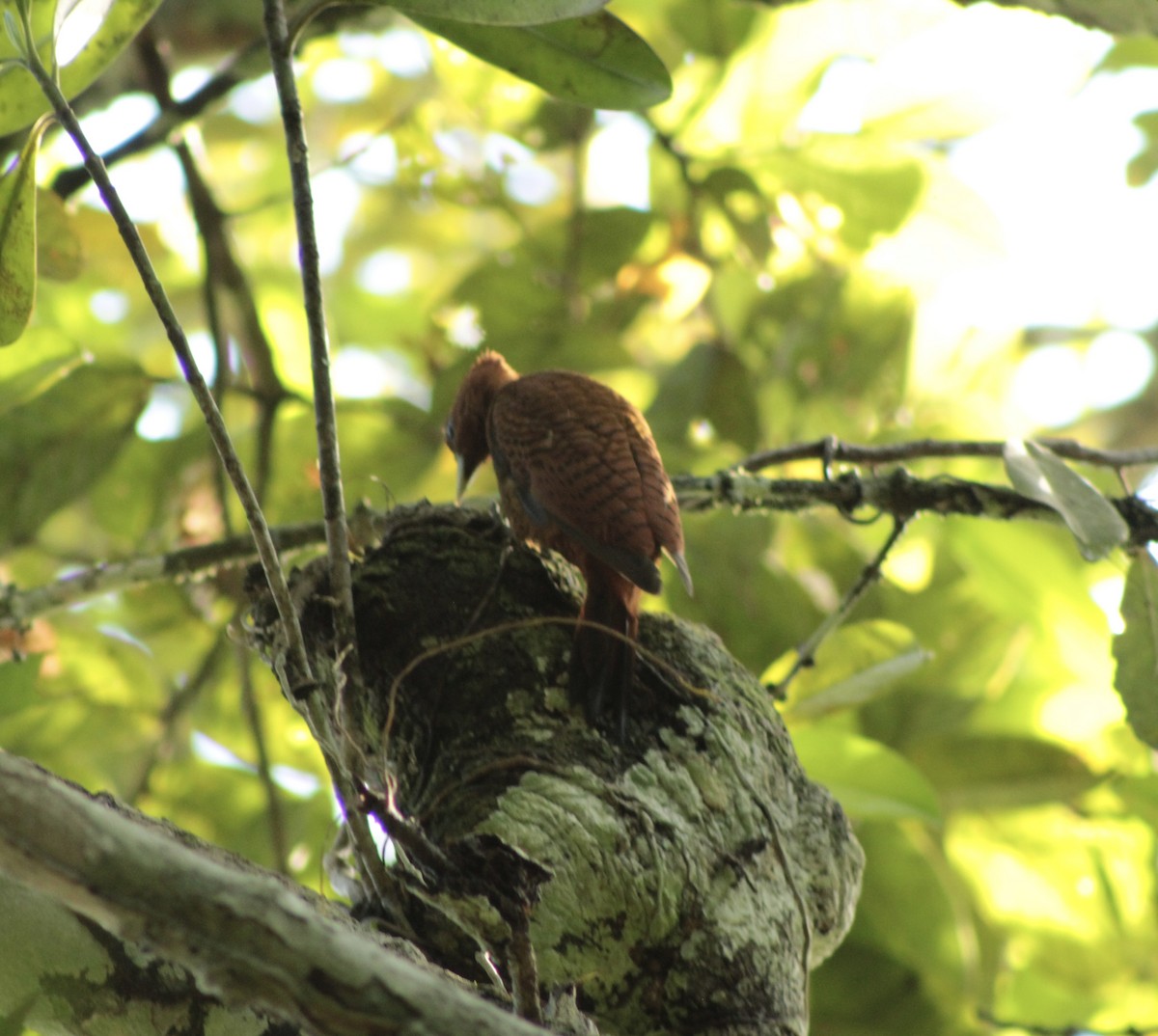 Waved Woodpecker (Scale-breasted) - ML635847658